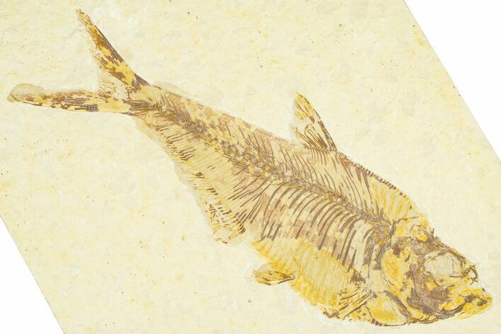Detailed Fossil Fish (Diplomystus) - Wyoming #379415